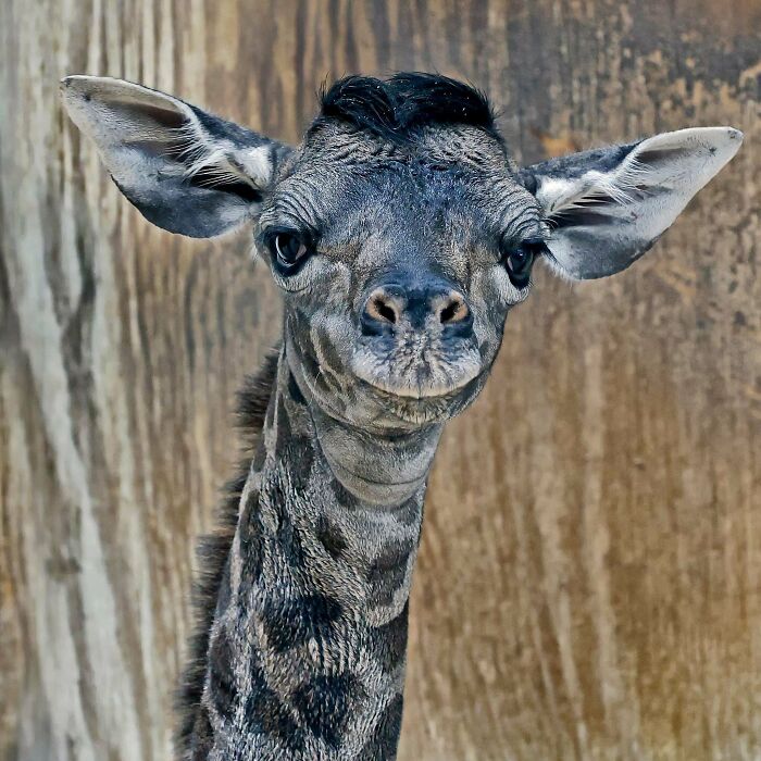 Bebé jirafa con expresión curiosa en primer plano, una de las fotos divertidas y absurdas de animales.