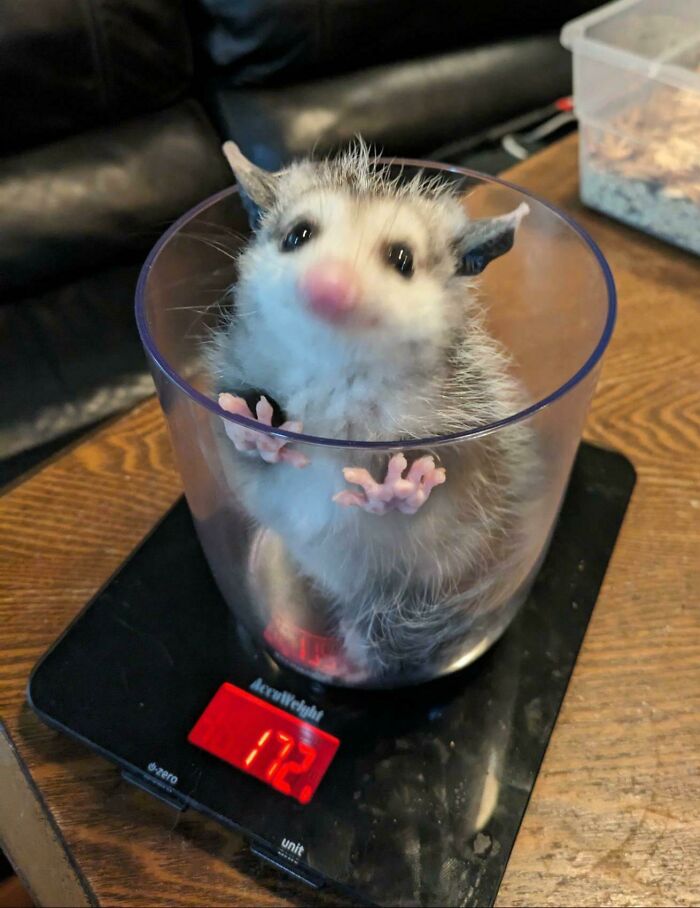 Animal divertido dentro de vaso sobre báscula digital, mostrando postura curiosa y expresión adorable en foto de animales.