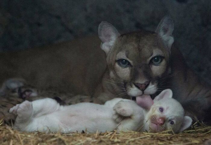 Puma adulto lamiendo a su cría blanca acostada en un nido de paja, animales adorables para alegrarte el día.