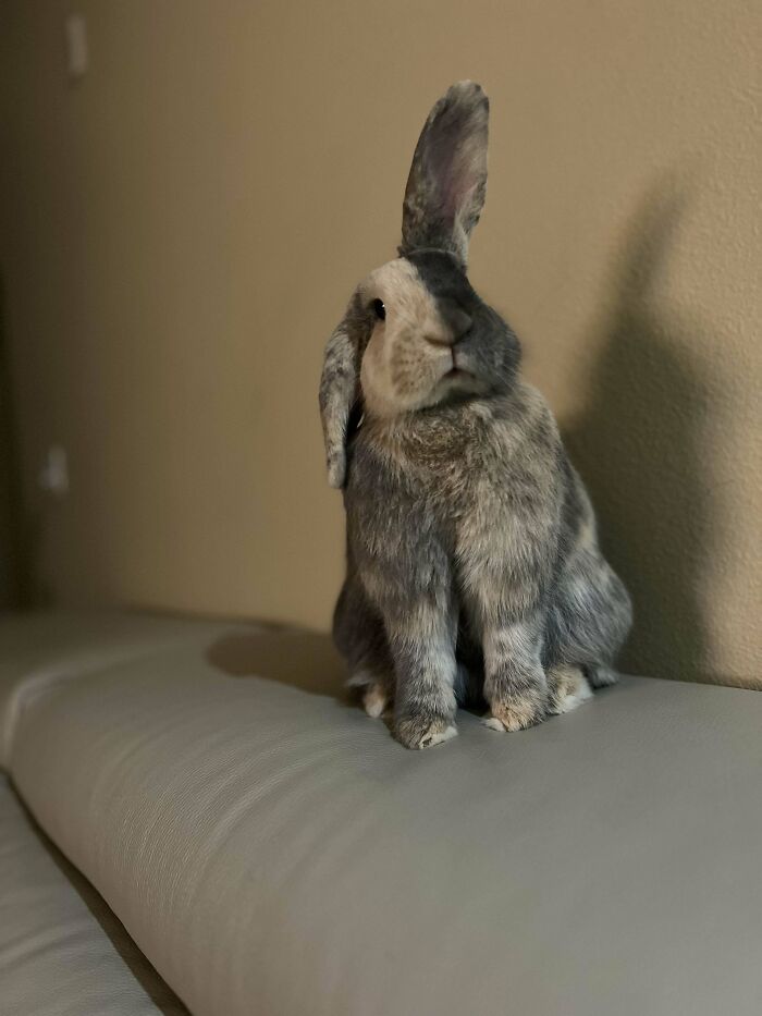 Conejo gris con orejas desiguales sentado sobre un sofá, foto divertida y absurda de animales para alegrarte el día.