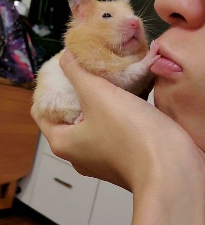 Hámster divertido siendo sostenido y tocando con su patita los labios de una persona en foto de animales para alegrar el día.