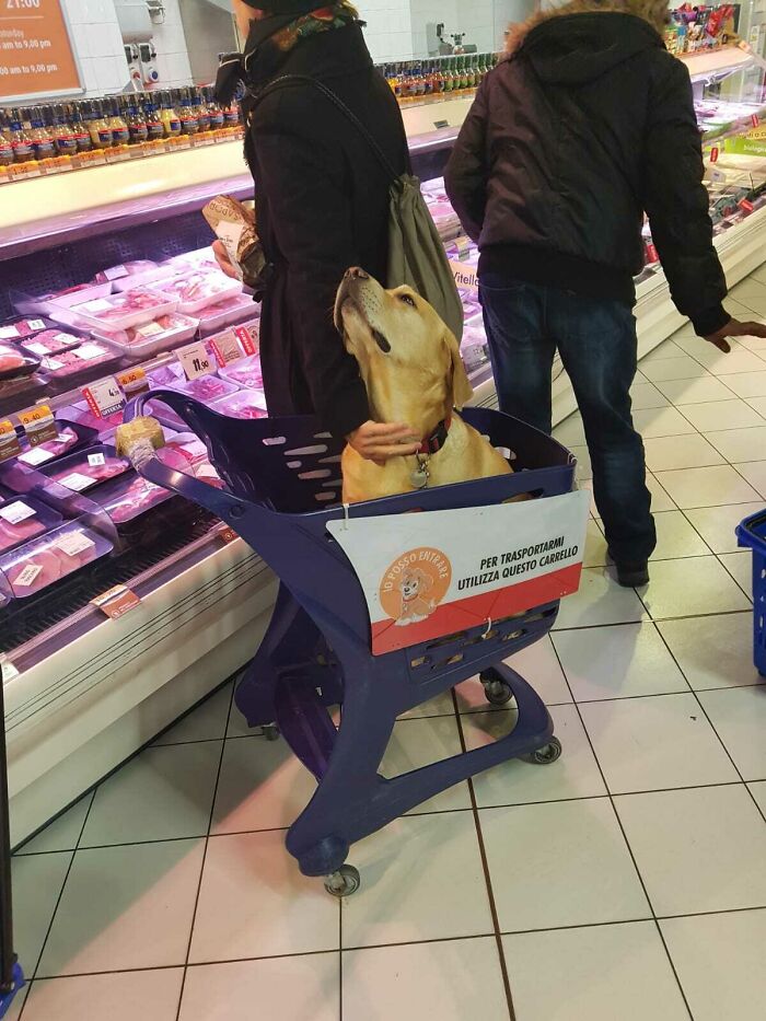 Carritos para mascotas mientras haces la compra en Italia