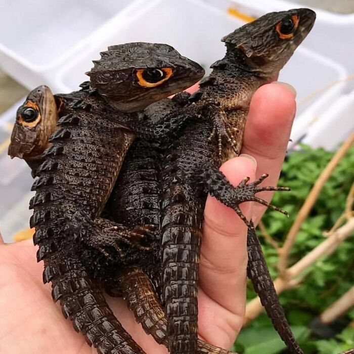 Tres pequeños animales adorables con escamas oscuras y ojos anaranjados sostenidos en una mano humana al aire libre.