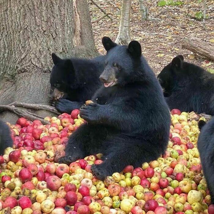 Osos negros divertidos disfrutando de muchas manzanas, imagen divertida de animales para alegrarte el día.