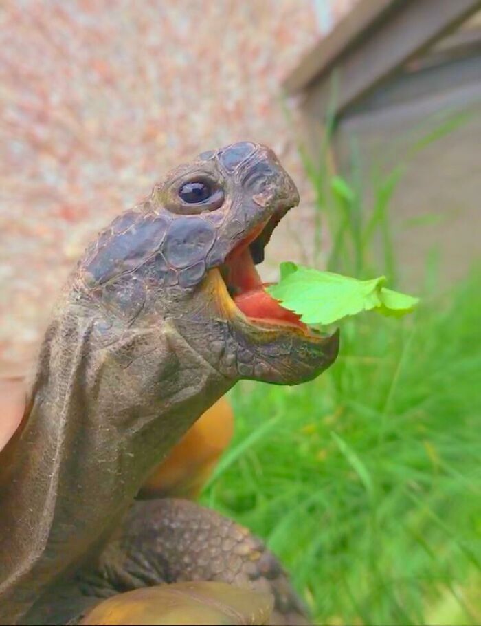 Tortuga con boca abierta comiendo hoja verde en imagen divertida de animales para alegrar el día