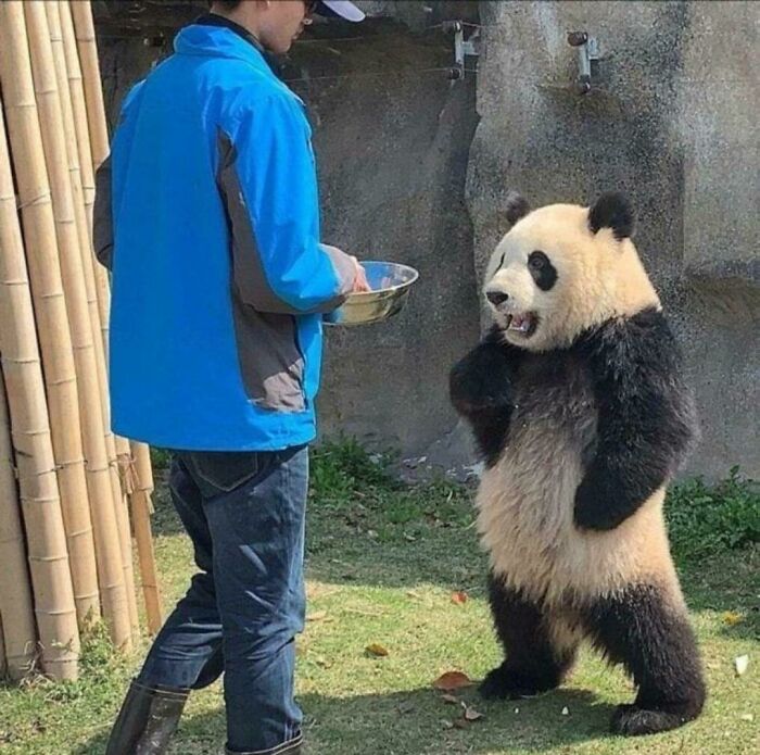 Panda divertido de pie frente a cuidador con chaqueta azul en área al aire libre, foto divertida de animales para alegrarte.