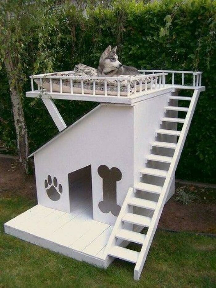 Perro con buenas vistas