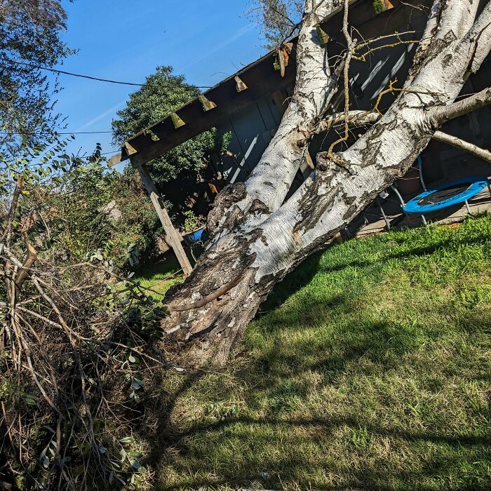 Este árbol tenía más de 60 años y se ha desplomado sobre nuestra casa
