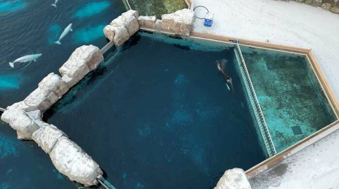 Kisko, la ballena solitaria ya fallecida, pasó 35 años cautiva aquí, intentó autolesionarse muchas veces