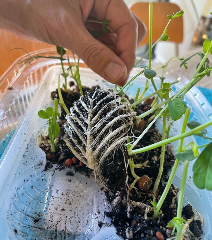 Estas raíces han crecido en forma de hoja