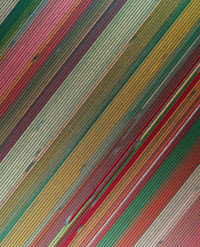 Vista aérea de los campos de tulipanes en Países Bajos
