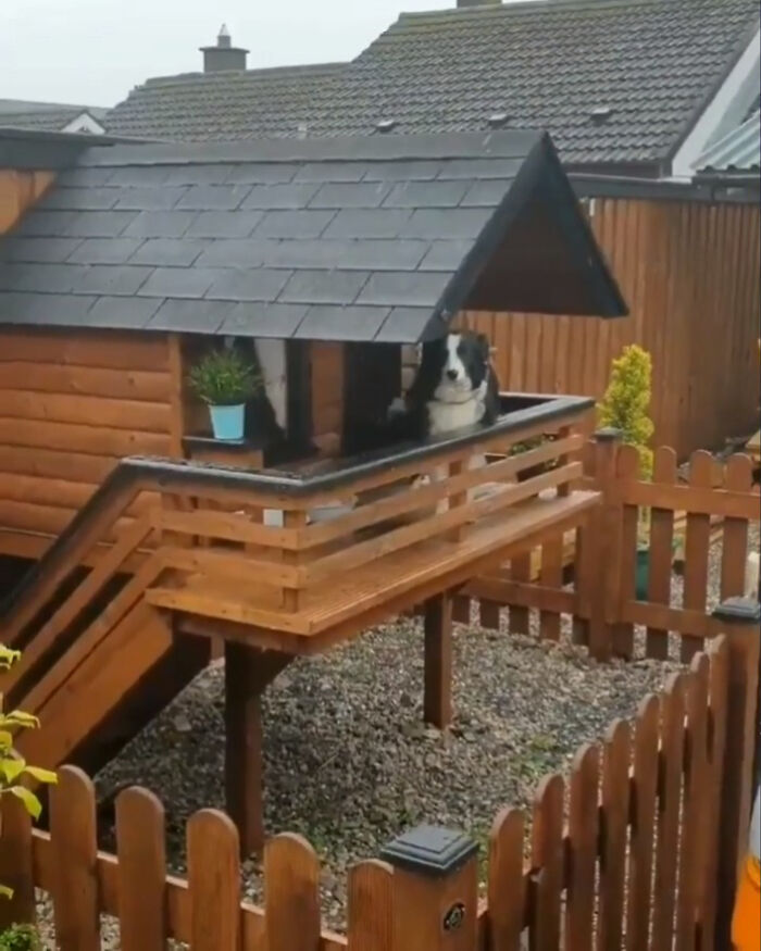 Esta es Maya y su cabaña para poder saludar a la gente que pasa