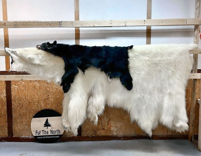 Oso polar VS Oso negro