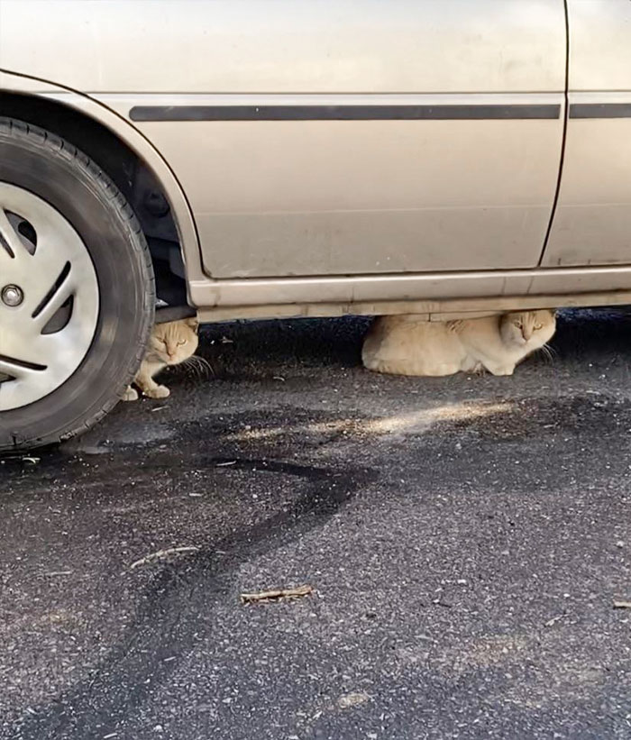 He estado dando de comer a un gato silvestre llamado Gerald. Acabo de descubrir que son 2