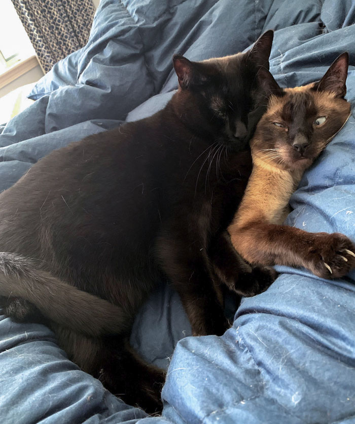 La mejor almohada es un amigo