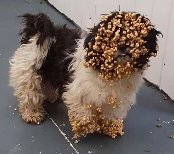 El perro se metió en la caja de cereales