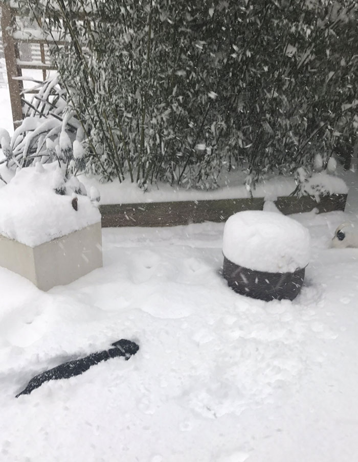 La nieve tiene tanta altura que mi pobre Otto tiene problemas para caminar