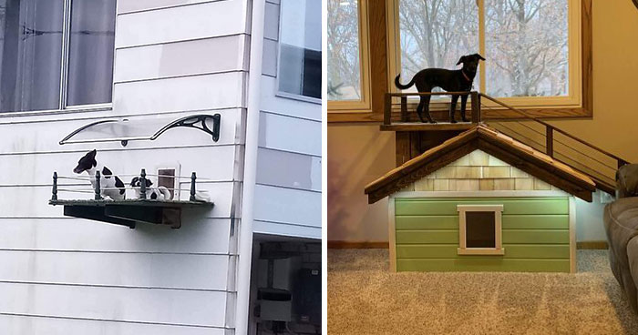30 Perros que se merecían las mejores casetas, y sus dueños se las proporcionaron
