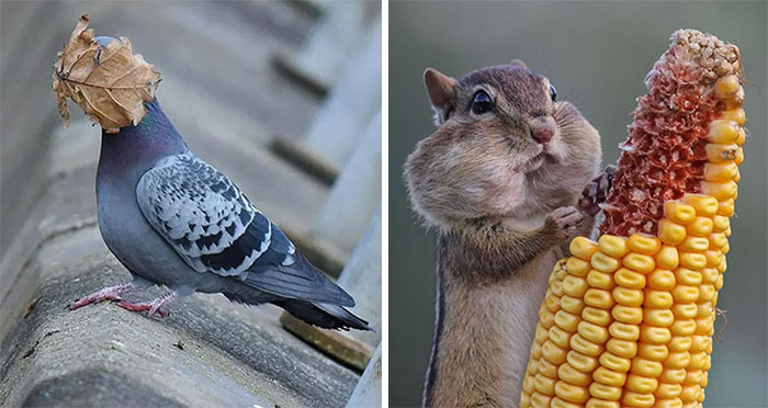 40 Imágenes increíbles que participaron en los premios de fotografía Comedy Wildlife