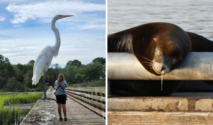 35 Intentos medianamente fallidos de fotografiar a la fauna