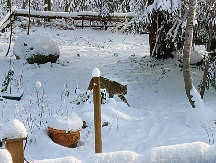 Vivo en Coquitlam y hoy vi esta belleza en mi patio trasero