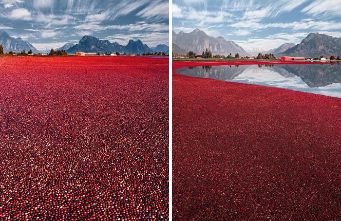 Recolección de arándanos rojos en Canadá
