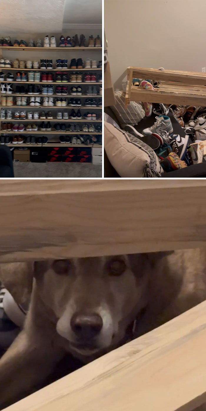 Estoy cuidando al perro de mi hermano por una semana y se ha cargado el estante de las zapatillas