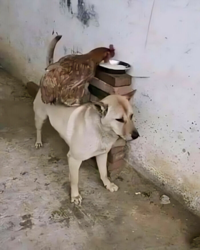 “Some Images” That Need No Context Whatsoever To Be Hilarious, As Seen On This FB Page