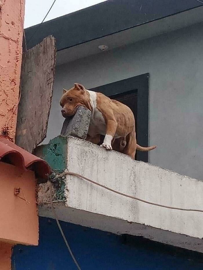 “Some Images” That Need No Context Whatsoever To Be Hilarious, As Seen On This FB Page