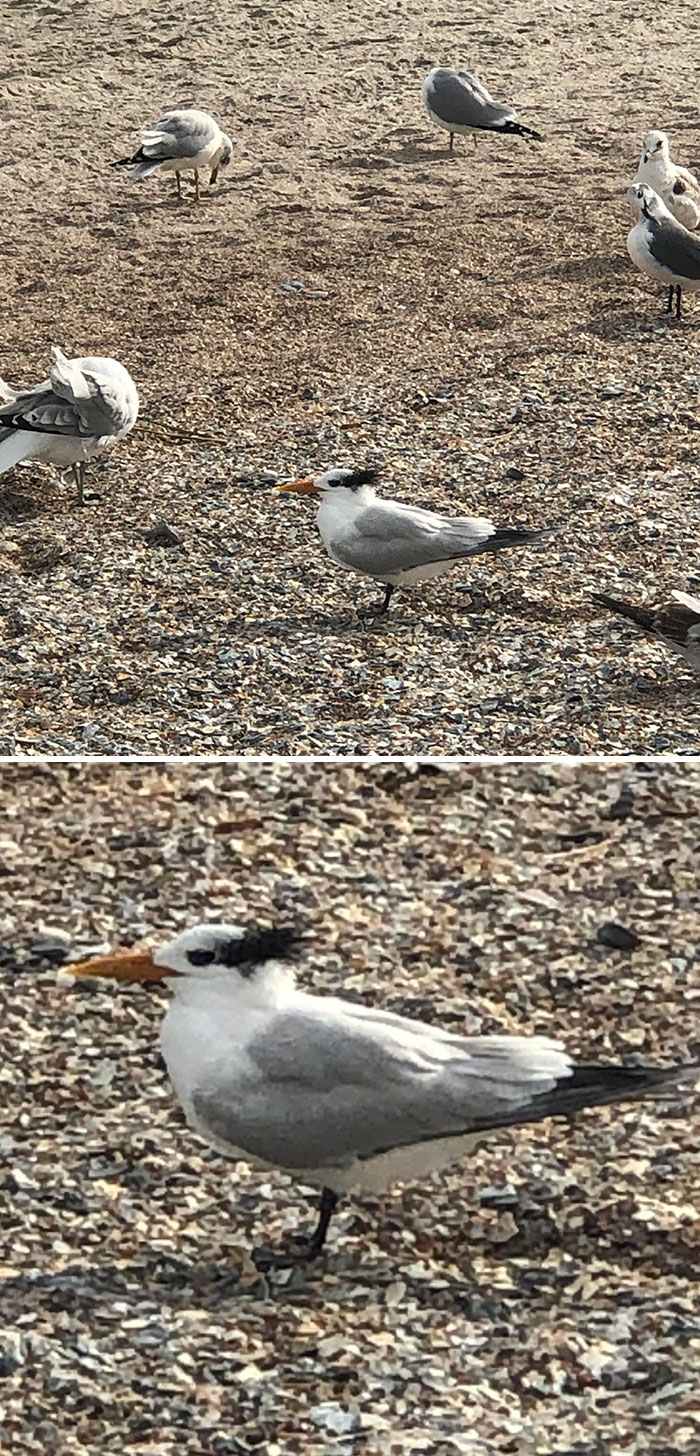 Este pájaro parece Danny Devito