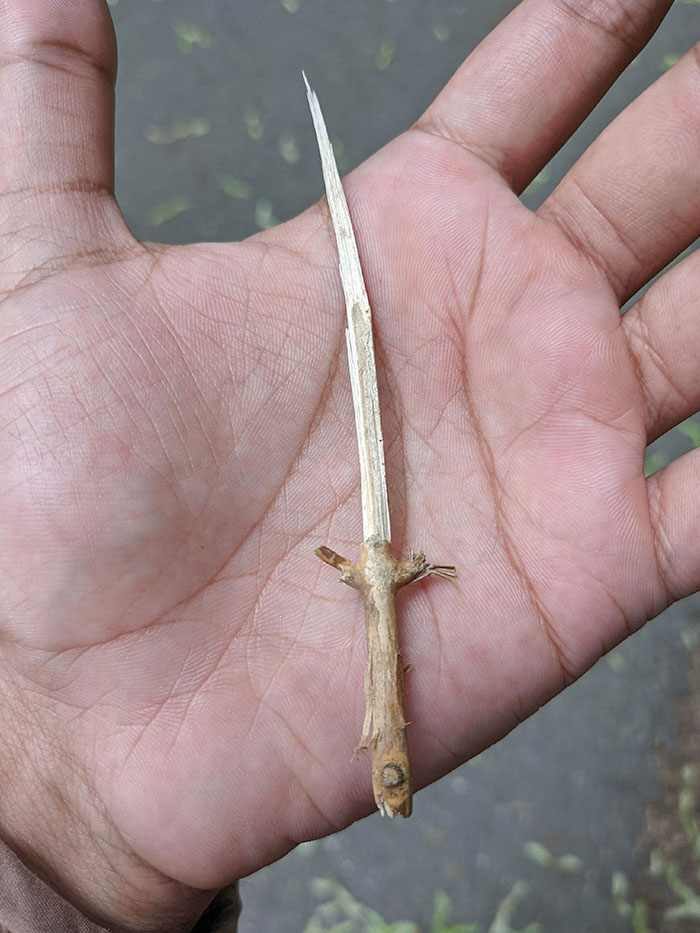 Palito espada
