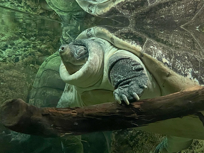 Esta tortuga que parece llevar un jersey de cuello alto