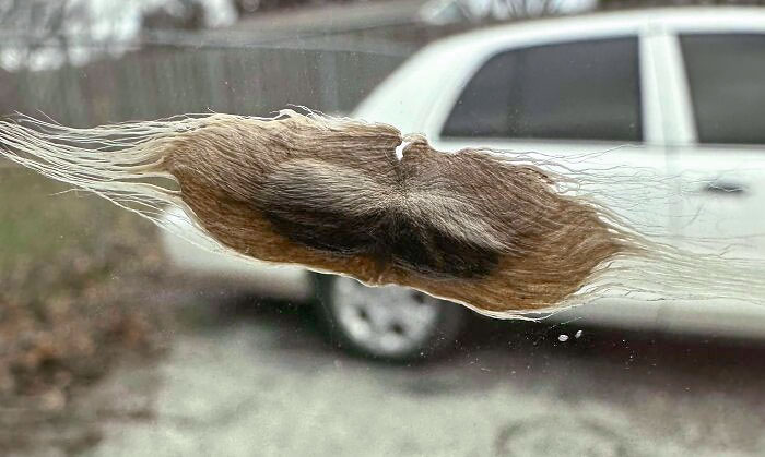 Esta cápsula de semillas se ha quedado pegada a mi ventanilla y parece un bigote