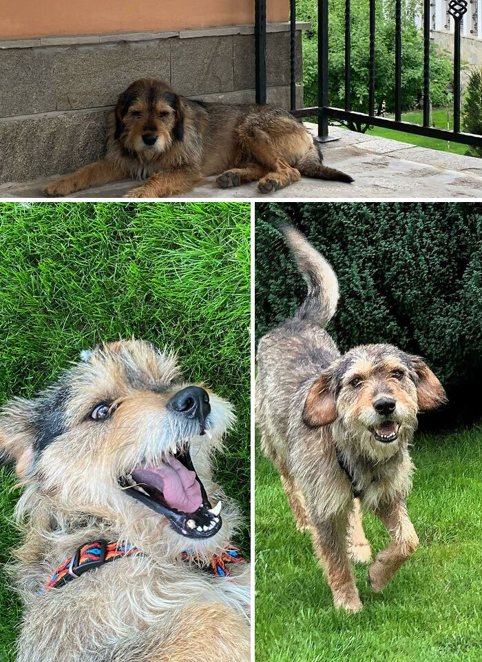 Charlie antes y después de su adopción