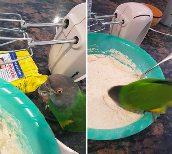 Vio que estaba haciendo tarta y...