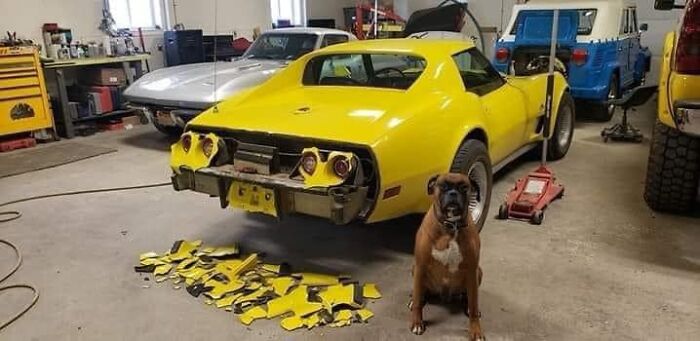Cada taller necesita un perro como este