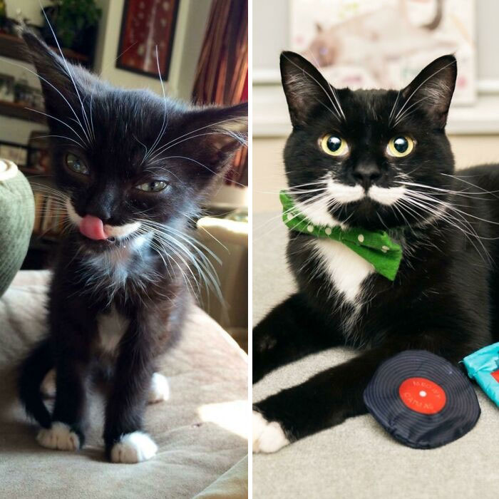 Adopté a Harvey hace 5 años, estaba desnutrido, lleno de pulgas y con quemaduras de cigarrillo. Ahora está feliz y sano y va para modelo