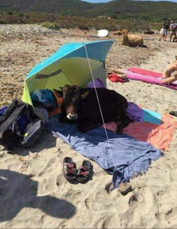 Si estás en Córcega, no abandones tu toalla por mucho tiempo