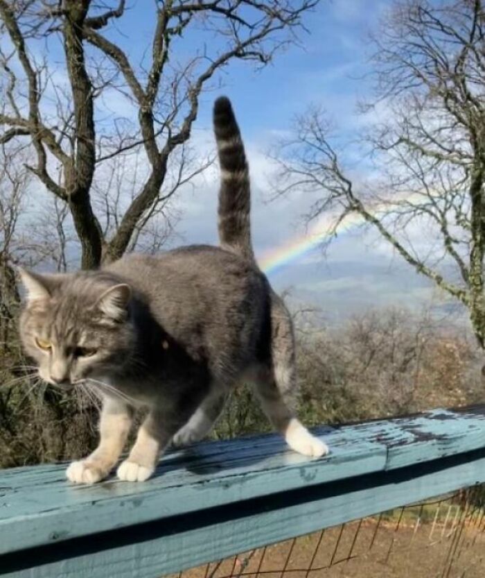 Gato alegrándonos el día de forma colorida