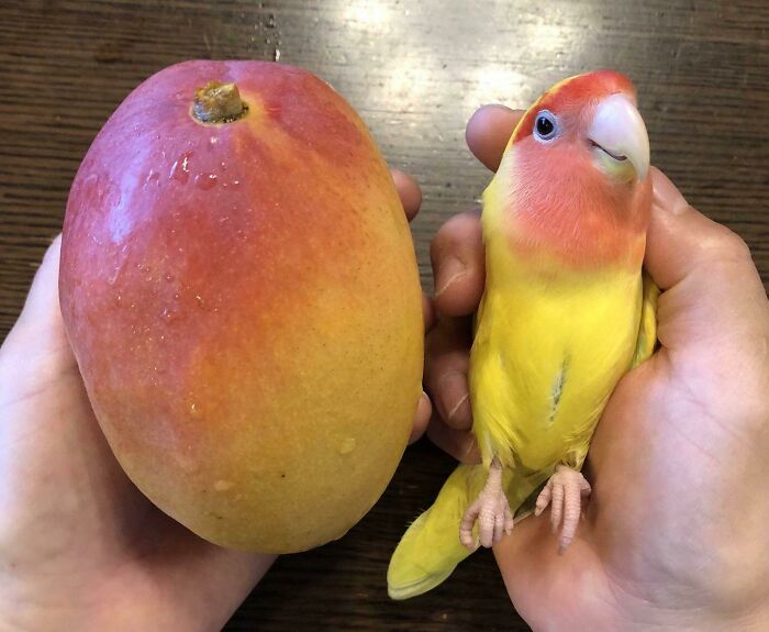 Es un mango totalmente