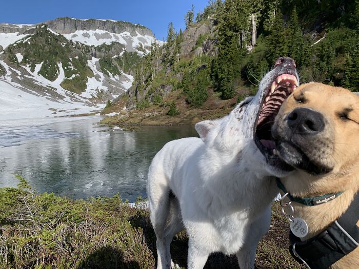 Nunca consigo sacar una buena foto de mis perros durante las excursiones, esto es lo que hay