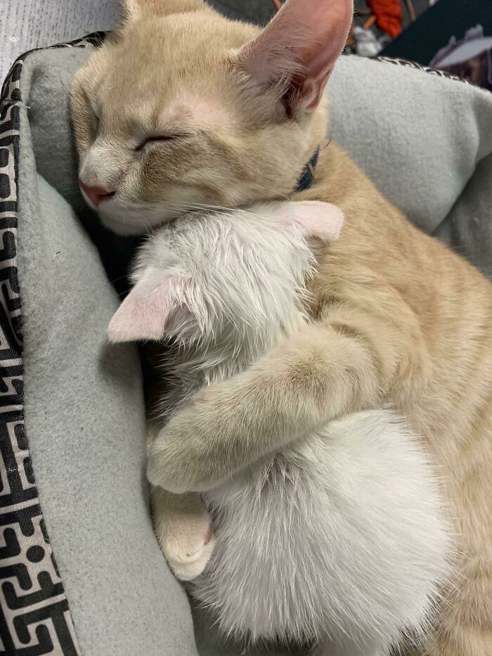 Esa vez que rescaté un gatito que lloraba en la calle y mi gata la acunó