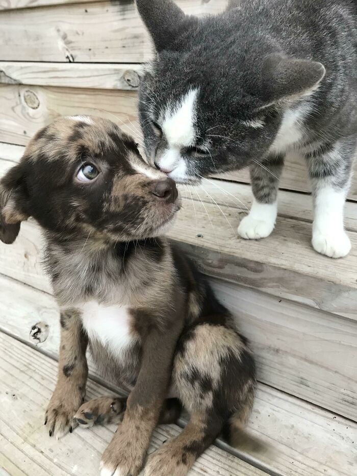 Nuestro gato rescatado dando ánimos a nuestro cachorro recién adoptado