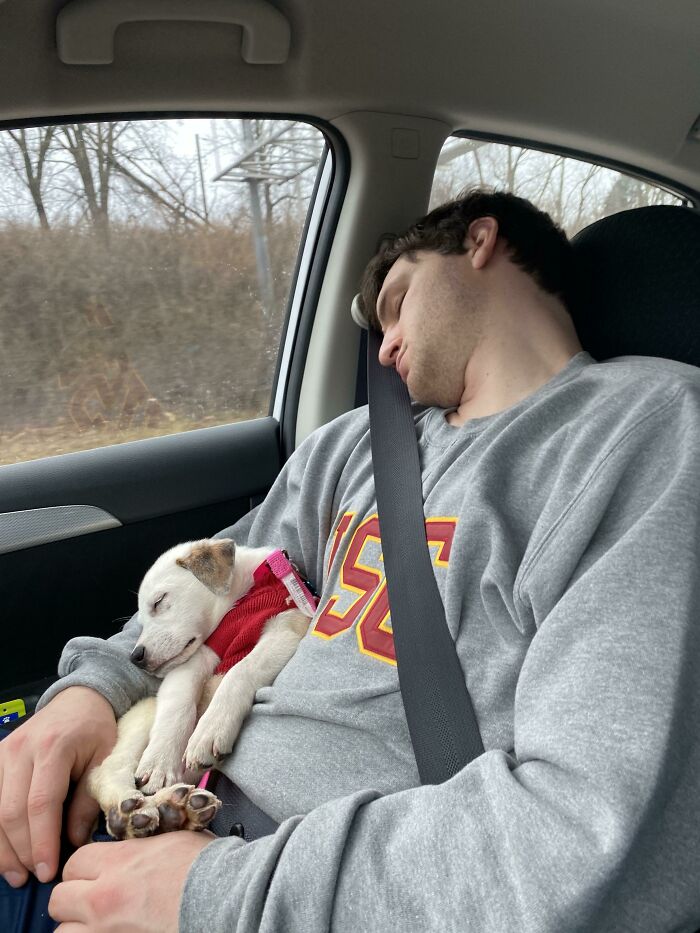 Volviendo a casa tras adoptarla. De tal palo, tal astilla