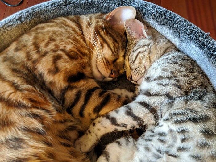 Nos dijeron que adoptar un segundo gato podría traer problemas, pero esto es a los pocos días