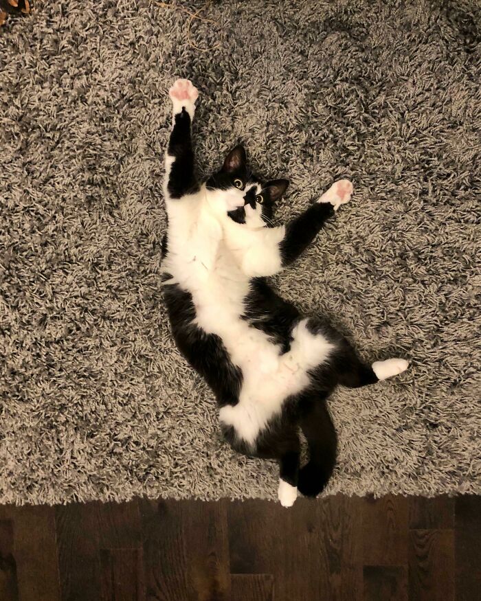 Lucy tiene 5 años, la acabamos de adoptar y solo pide que le rasquen la barriga