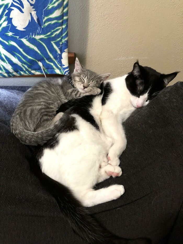 Mi gato tenía problemas de ansiedad, y le hemos traido una hermanita