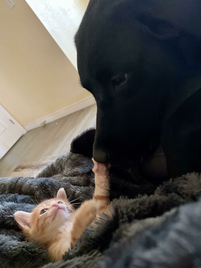 A mi perro nunca le gustaron los gatos, pero tenemos a este bebé de acogida y...
