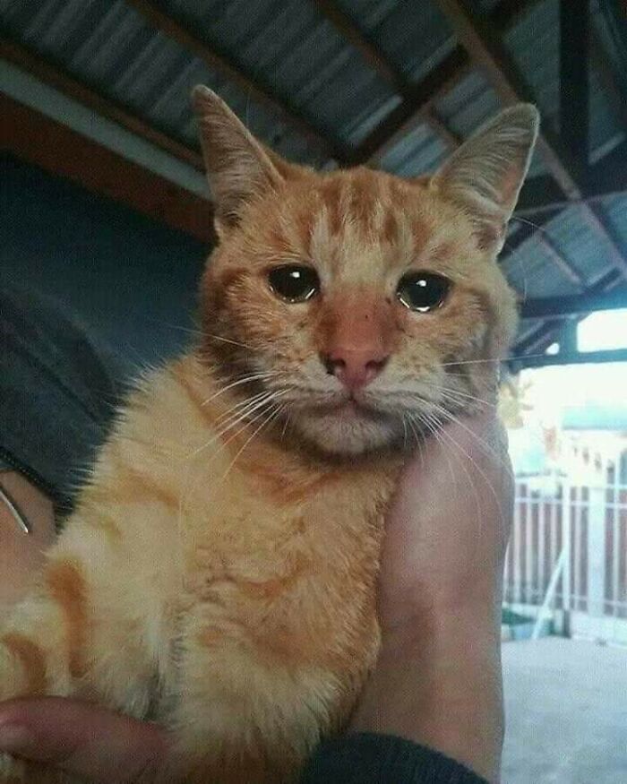 Este gato fue abandonado, esta foto es tras ser rescatado
