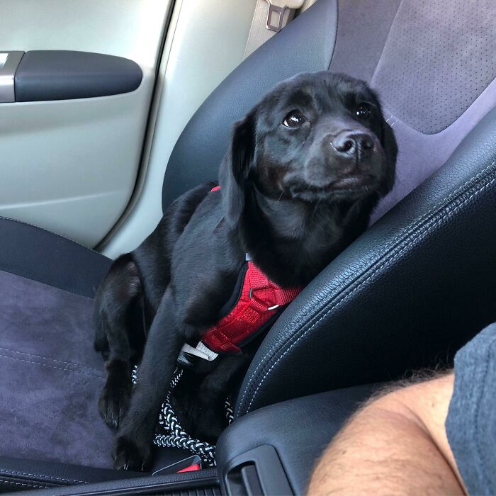 Acabo de adoptar a este buen chico, se llama Tucker